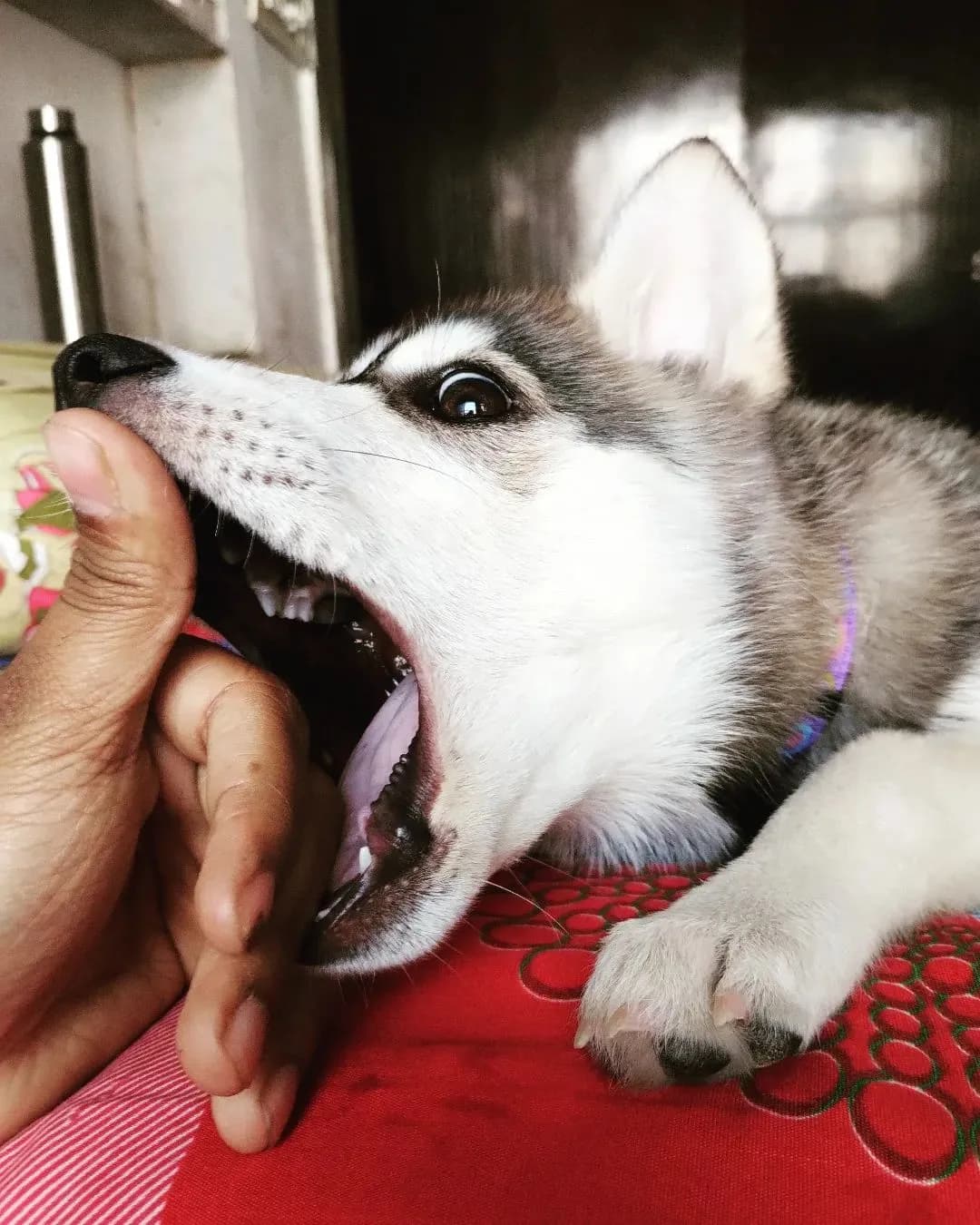 Pet picture