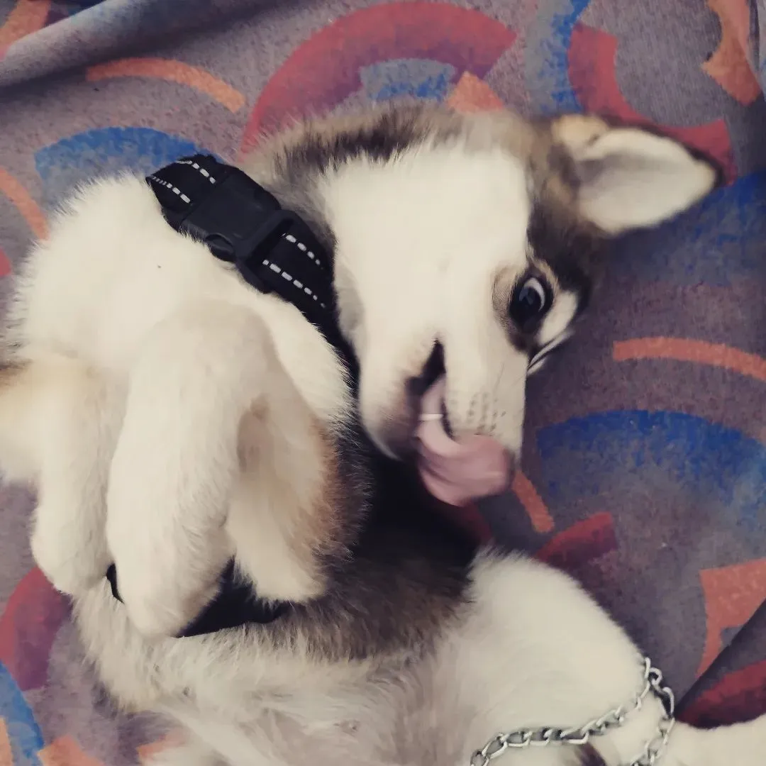 Pet picture