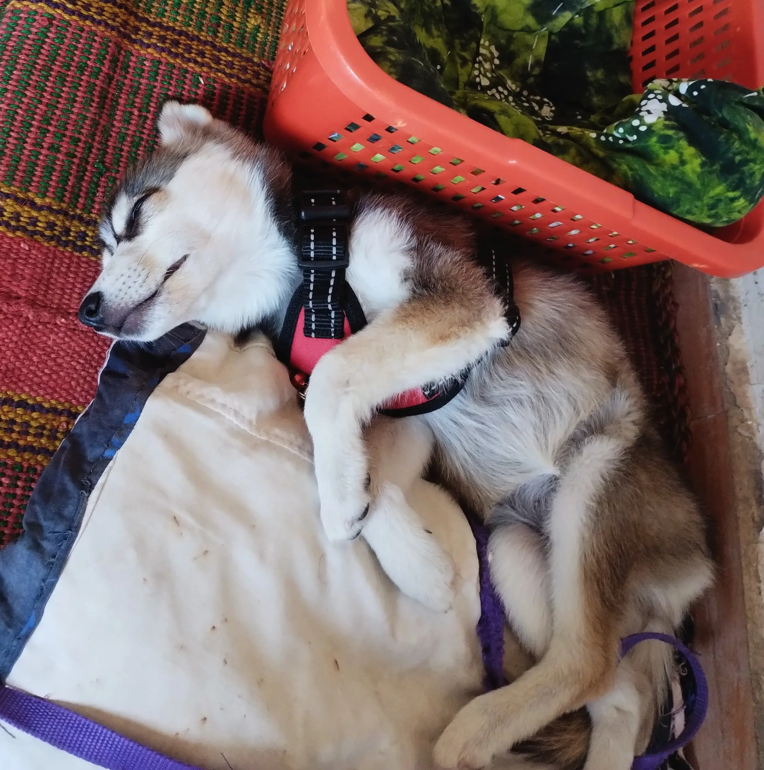Pet picture
