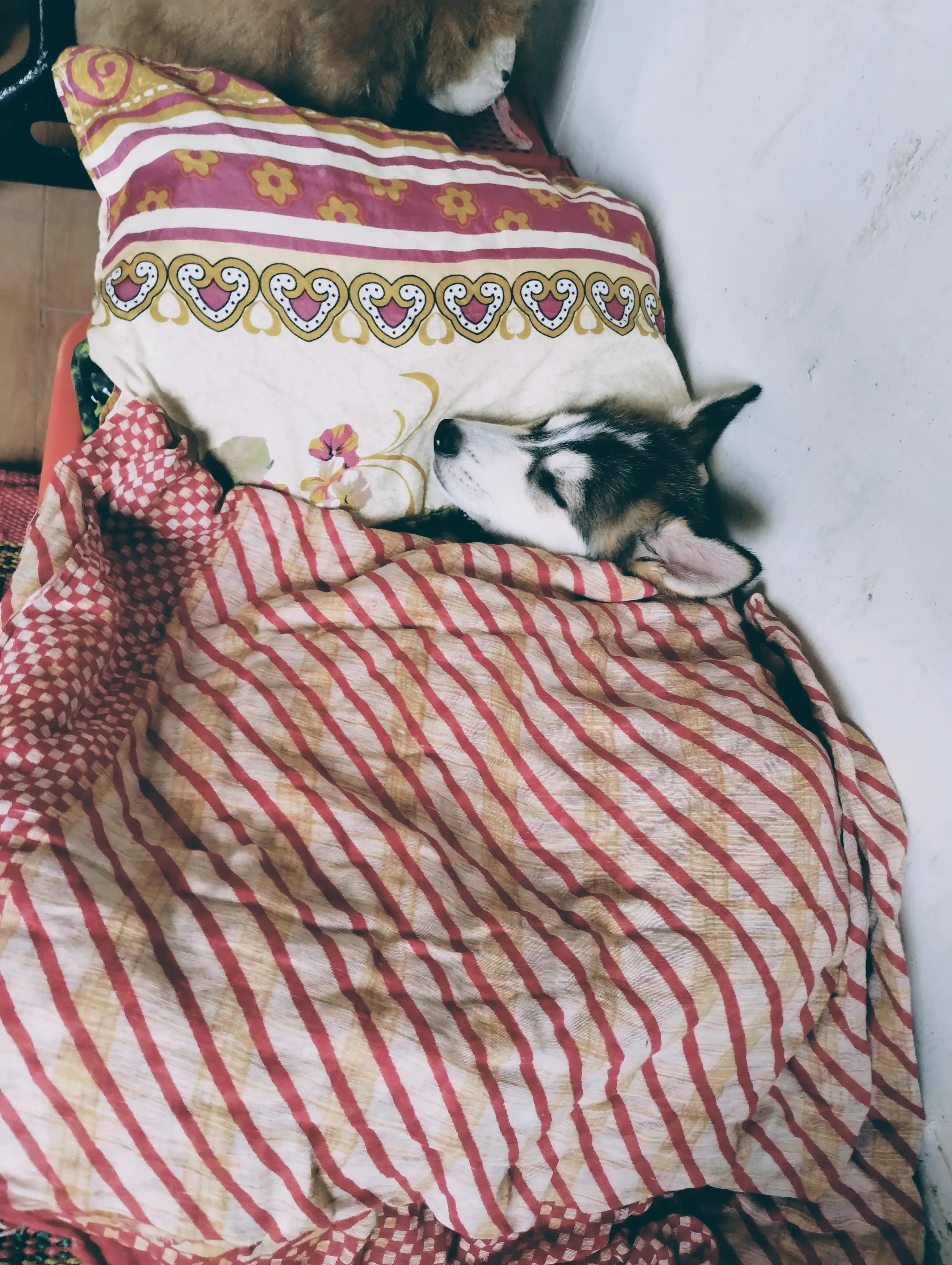 Pet picture