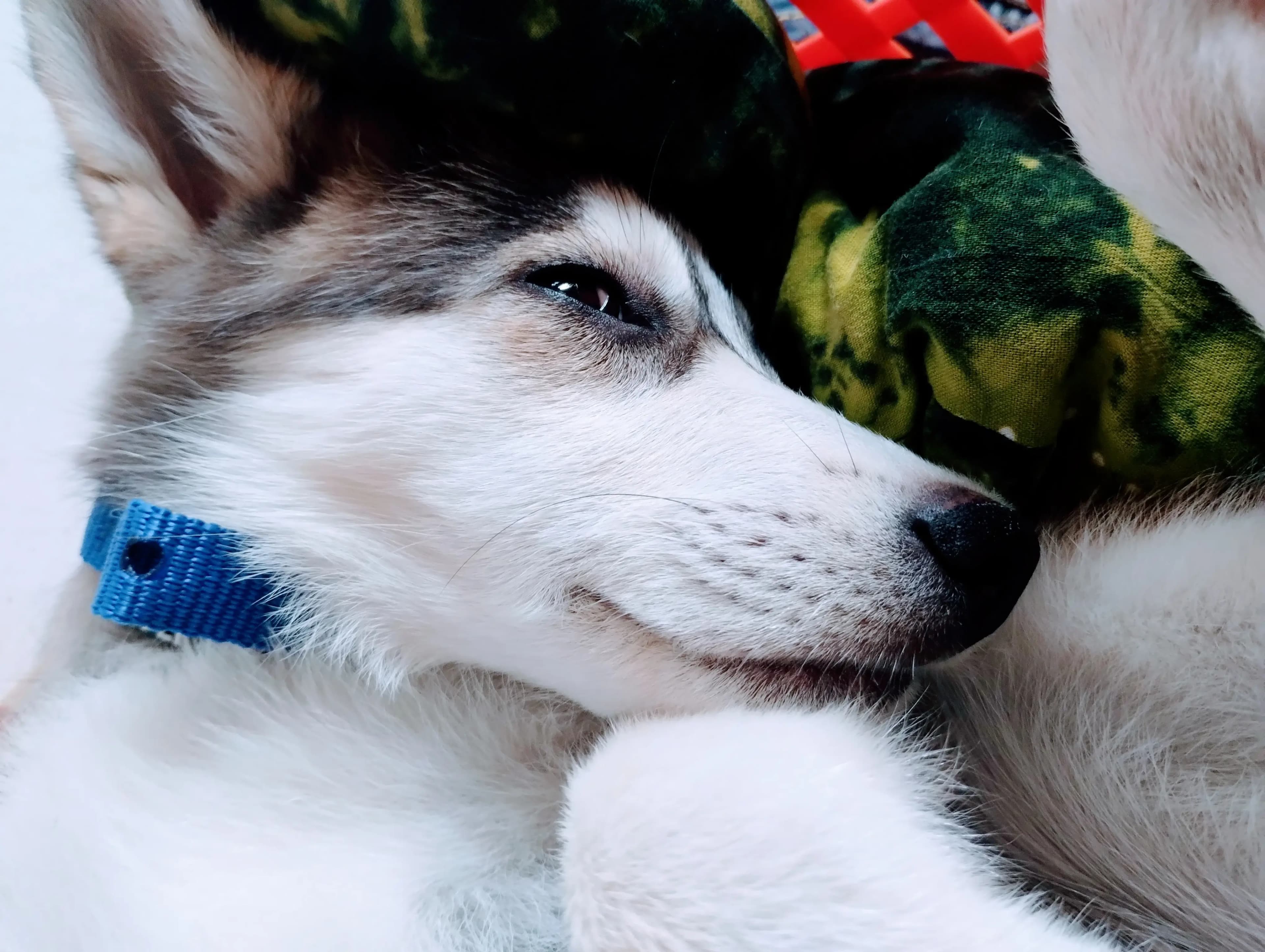 Pet picture