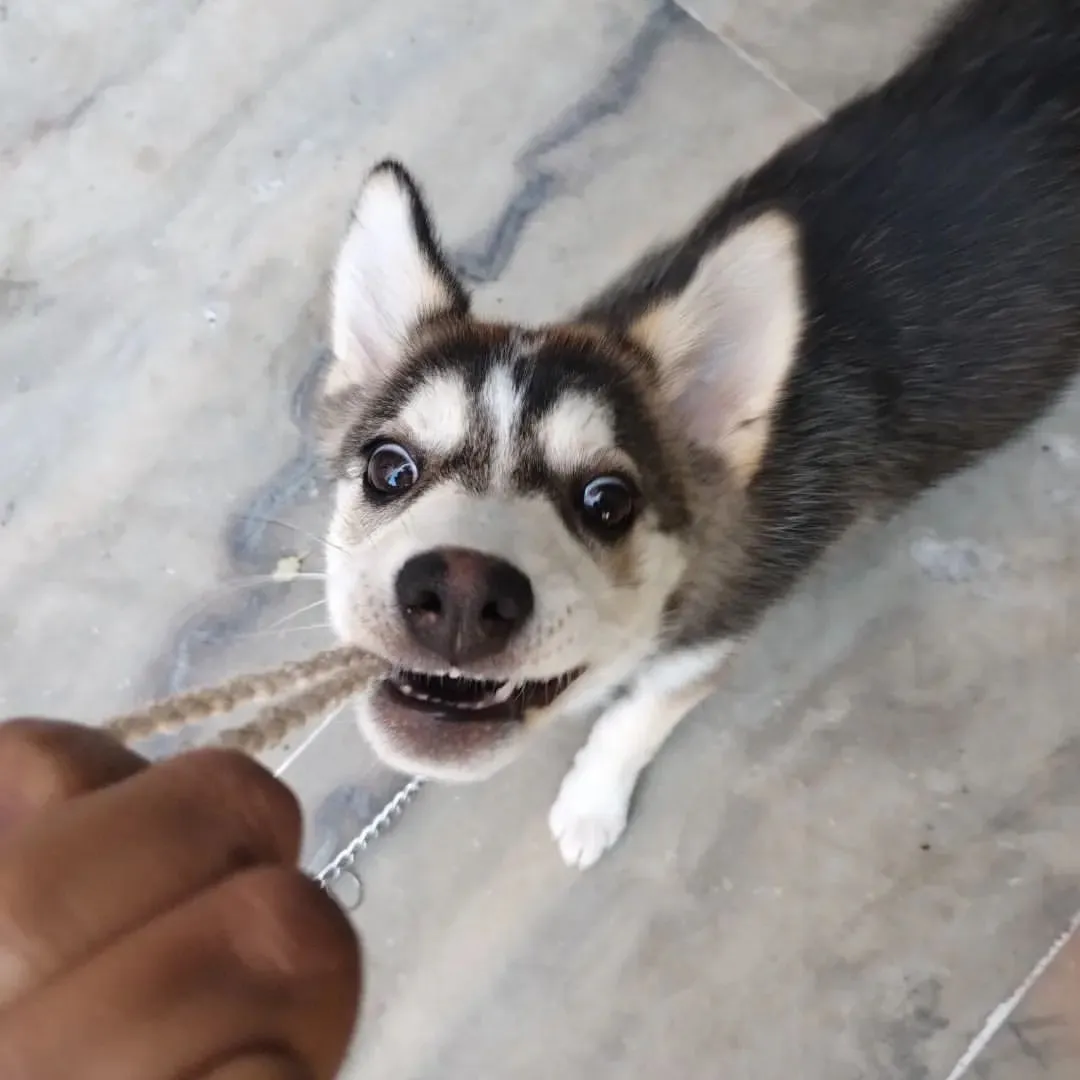 Pet picture