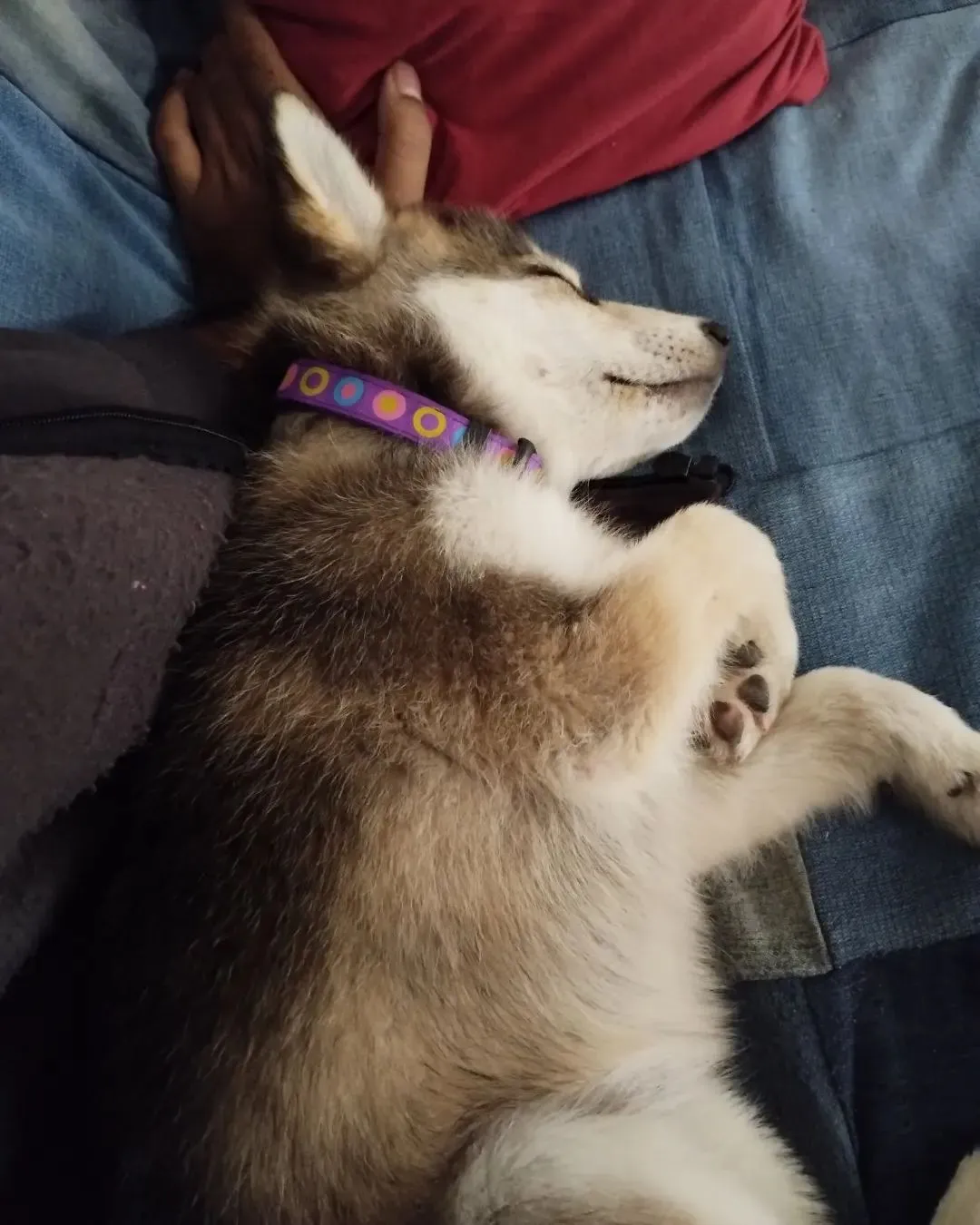 Pet picture