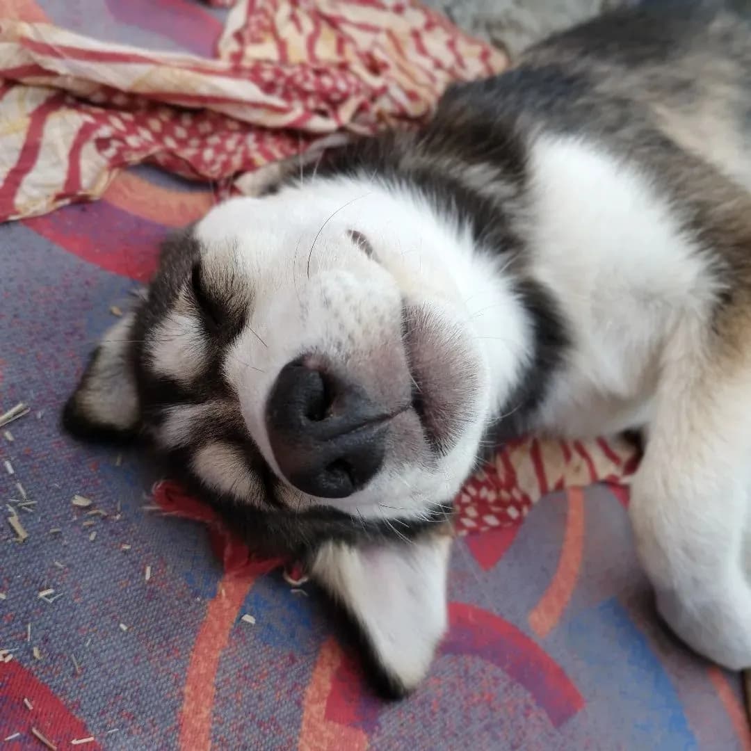 Pet picture