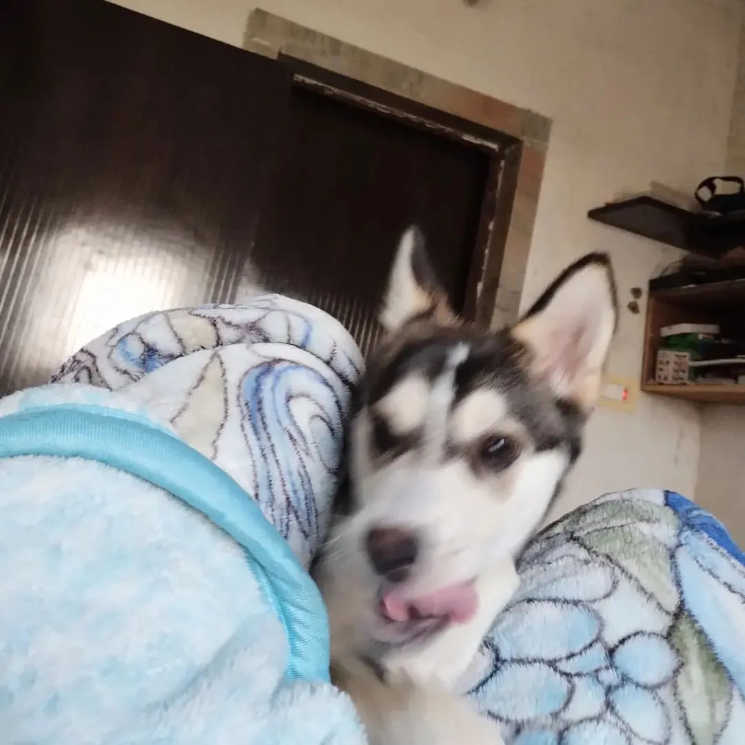 Pet picture