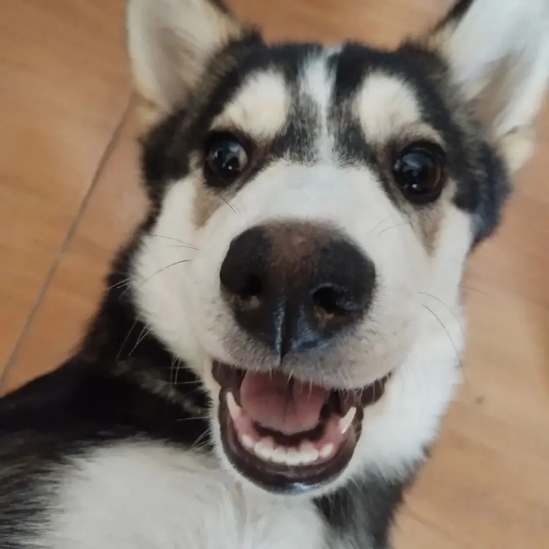 Pet picture