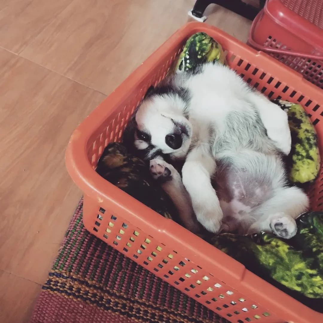 Pet picture